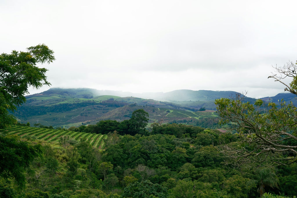 Why Organic Coffee Matters