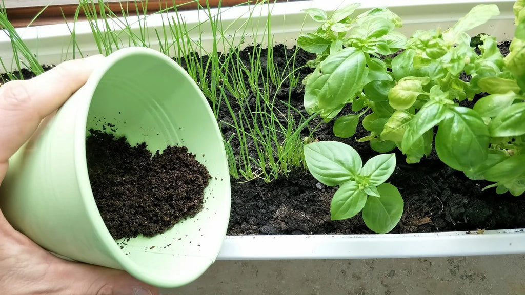 How to Use Coffee Grounds in Your Garden